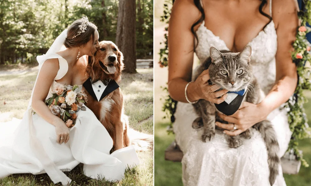 Pets dressed in wedding wear
